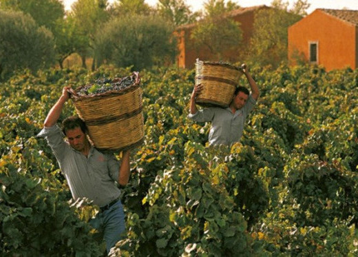 Feudo Maccari, producteur de vins de Sicile